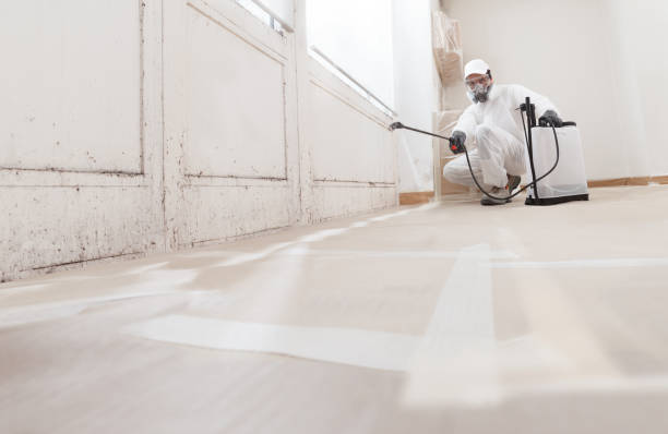 24/7 Emergency Basement Mold Removal experts in Merion Station, PA