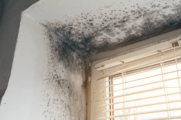 Affordable Basement Mold Removal solutions in Merion Station, PA