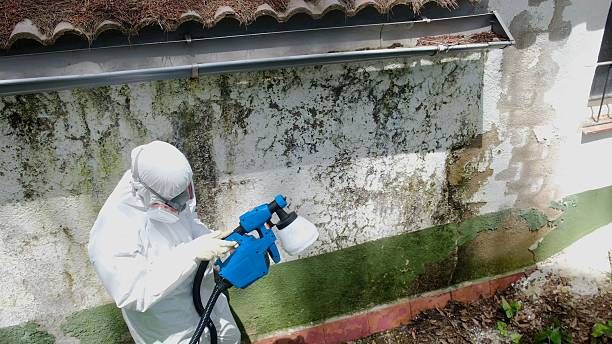 Top rated local Basement Mold Removal specialists in Merion Station, PA